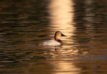 Canvasback duck female wading in a pond with beautiful Fall color reflections at golden hour