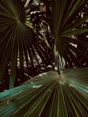 palm tree close up muted graphic 