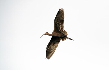 White faced ibis in flight showing iridescent wing colors against a clear sky