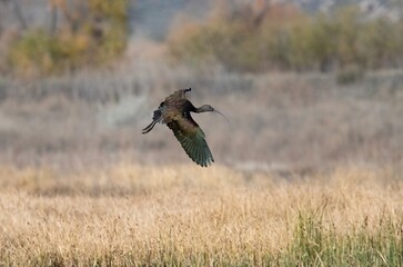 White faced ibis in iridescent colors coming down for a landing on dry brown tall grass