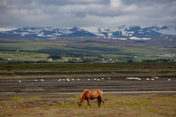 Fototapeta na wymiar Icelandic horses in Iceland.