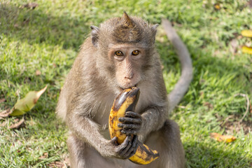 Macaque monkey eating banana in nature, Thailand