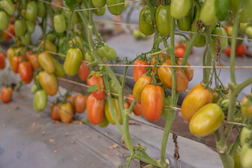 Cultivo de tomate verde y rojo organico bajo invernadero