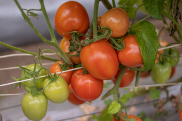 Tomates rojos en plantación, cultivos de tomate, tomate organico