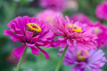 Obraz premium Beautiful flowering. Summer wildflower. Zinnia.