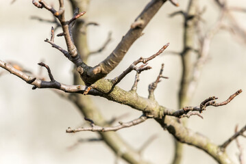 arbol de  invierno, árbol, primavera, naturaleza, sucursal, flor, fábrica, hojas, insecto, florecer, brotar, bosque, huerta, hojas, ramita, close-up, ciclos, verano, macro