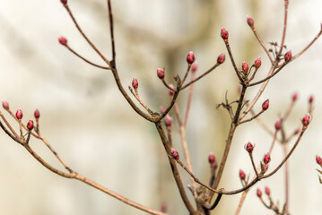 flor roja, árbol, sucursal, primavera, naturaleza, de invierno, nieve, flor, ciclos, florecer, fábrica, escarcha, baya, rosa, cielo, cereza, rojo, hojas, blanco, catarro, beldad, congelada, baya, huer