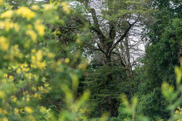 árbol, naturaleza, hojas, hojas, primavera, sucursal, bosque, cielo, fábrica, flor, verano, sol, follaje, huerta, sucursal, alumbrado, azul, florecer, aumento, blanco, luz solar, árbol, color, verde, 