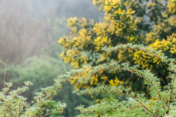 árbol, naturaleza, hojas, hojas, primavera, sucursal, bosque, cielo, fábrica, flor, verano, sol, follaje, huerta, sucursal, alumbrado, azul, florecer, aumento, blanco, luz solar, árbol, color, verde, 