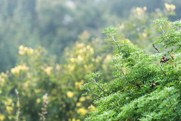 , naturaleza, hojas, flor, árbol, primavera, césped, verano, huerta, hojas, bosque, follaje, flor, sucursal, flora, close-up, ambiente, ciclos, verde, macro, sol, inhospitalario, dehesa, hierba, aumen