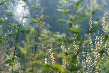 árbol, naturaleza, hojas, hojas, primavera, sucursal, bosque, cielo, fábrica, flor, verano, sol, follaje, huerta, sucursal, alumbrado, azul, florecer, aumento, blanco, luz solar, árbol, color, verde, 