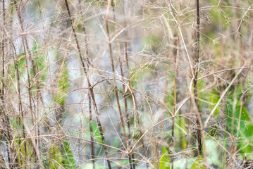 , naturaleza, de invierno, nieve, sucursal, f&aacute;brica, catarro, acu&aacute;tico, cielo, c&eacute;sped, hielo, sucursal, primavera, blanco, azul, lago, ciclos, r&iacute;o, ave, verde, verano, hojas, &aacute;rbol, escarcha, oto&ntilde;al