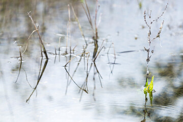, naturaleza, de invierno, nieve, sucursal, fábrica, catarro, acuático, cielo, césped, hielo, sucursal, primavera, blanco, azul, lago, ciclos, río, ave, verde, verano, hojas, árbol, escarcha, otoñal