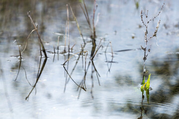 , naturaleza, de invierno, nieve, sucursal, fábrica, catarro, acuático, cielo, césped, hielo, sucursal, primavera, blanco, azul, lago, ciclos, río, ave, verde, verano, hojas, árbol, escarcha, otoñal