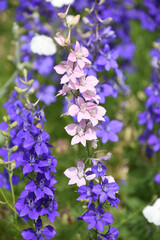 Garden with Flowering Pink and Purple Delphinium Flowers