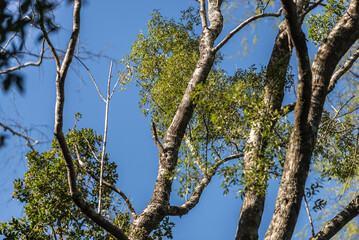 árbol, naturaleza, hojas, hojas, primavera, sucursal, bosque, cielo, fábrica, flor, verano, sol, follaje, huerta, sucursal, alumbrado, azul, florecer, aumento, blanco, luz solar, árbol, color, verde, 