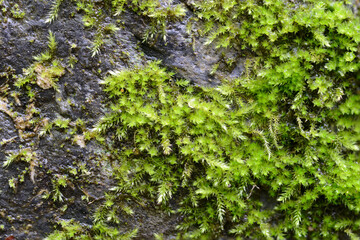 Moss on some stones