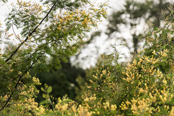árbol, naturaleza, hojas, hojas, primavera, sucursal, bosque, cielo, fábrica, flor, verano, sol, follaje, huerta, sucursal, alumbrado, azul, florecer, aumento, blanco, luz solar, árbol, color, verde, 