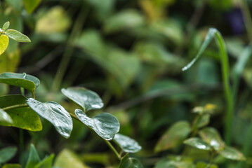 naturaleza, fábrica, hojas, flor, huerta, primavera, césped, hojas, verano, macro, acuático, árbol, close-up, flora, close-up, botánica, flor, florecer, aumento, agricultura, verde, fresco, llover, tr