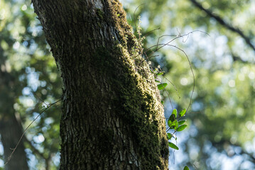 Obraz premium árbol, naturaleza, hojas, hojas, primavera, sucursal, bosque, cielo, fábrica, flor, verano, sol, follaje, huerta, sucursal, alumbrado, azul, florecer, aumento, blanco, luz solar, árbol, color, verde, 