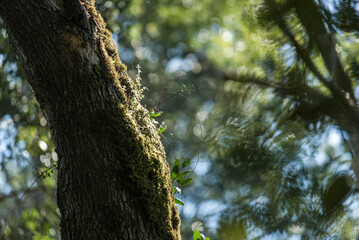 árbol, naturaleza, hojas, hojas, primavera, sucursal, bosque, cielo, fábrica, flor, verano, sol, follaje, huerta, sucursal, alumbrado, azul, florecer, aumento, blanco, luz solar, árbol, color, verde, 