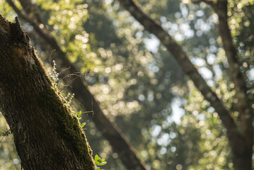 árbol, naturaleza, hojas, hojas, primavera, sucursal, bosque, cielo, fábrica, flor, verano, sol, follaje, huerta, sucursal, alumbrado, azul, florecer, aumento, blanco, luz solar, árbol, color, verde, 