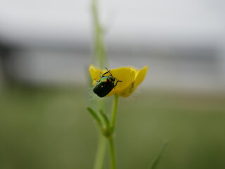 A bronze beetle on a yellow flower in a field. An insect crawls on a flower on a sunny summer day.