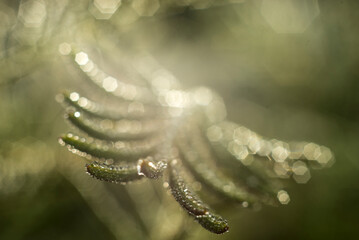 hojas de  aromo, hojas gotas de  agua, rocio, naturaleza, césped, fábrica, campa, verano, otoñal, flor, primavera, trigo, árbol, dehesa, macro, insaturado, sucursal, huerta, close-up, amarilla, flora,