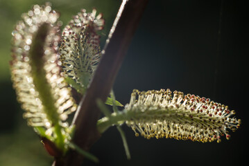 brote  de  sauce, flor de  sauce, oruga, insecto, naturaleza, macro, verde, larva, animal, mariposa, insecto, hojas, negro, amarilla, bicho, fábrica, gusano, fauna, close-up, close-up, bichos, verano,
