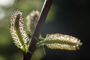 brote  de  sauce, flor de  sauce, oruga, insecto, naturaleza, macro, verde, larva, animal, mariposa, insecto, hojas, negro, amarilla, bicho, fábrica, gusano, fauna, close-up, close-up, bichos, verano,