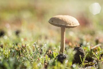 hongos, setas, naturaleza, musgo, fábrica, verde, árbol, bosque, liquen, gemas, flor, madera, macro, roca, con textura, acuático, fúngico, flora