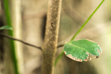 hojas verdes, hojas naturales, hojas salvajes, naturaleza, hojas, flor, fábrica, primavera, insecto, césped, huerta, brotar, verano, macro, hojas, close-up, árbol, sucursal, animal, verde, botánica, c