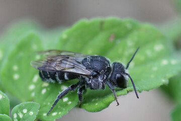 Closeup of a Mediterranean black cleptoparasite cuckoo dark bee, Stelis simillima,  sitting on a green leaf