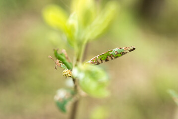 hojas verdes, hojas naturales, hojas salvajes, naturaleza, hojas, flor, fábrica, primavera, insecto, césped, huerta, brotar, verano, macro, hojas, close-up, árbol, sucursal, animal, verde, botánica, c