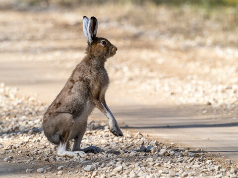 Mountain hare (Lepus timidus) on a forest road