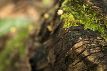 texturas naturales, árbol, corteza, con textura, naturaleza, madera, café, roca, viejo, cofres, dechado, áspero, gemas, abstracta, nativo, bosque, recubrir, textura, languidecer, moreno, close-up, ver