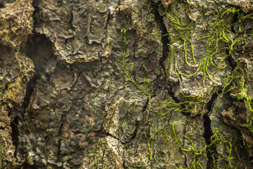 texturas naturales, árbol, corteza, con textura, naturaleza, madera, café, roca, viejo, cofres, dechado, áspero, gemas, abstracta, nativo, bosque, recubrir, textura, languidecer, moreno, close-up, ver