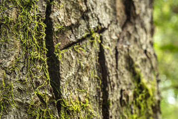 texturas naturales, árbol, corteza, con textura, naturaleza, madera, café, roca, viejo, cofres, dechado, áspero, gemas, abstracta, nativo, bosque, recubrir, textura, languidecer, moreno, close-up, ver