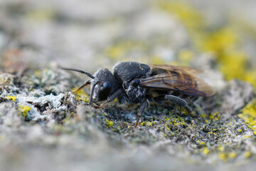 Closeup of a Mediterranean black cleptoparasite cuckoo dark bee, Stelis simillima,  sitting on wood