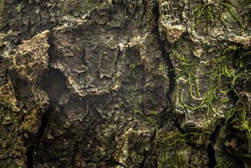 texturas naturales, árbol, corteza, con textura, naturaleza, madera, café, roca, viejo, cofres, dechado, áspero, gemas, abstracta, nativo, bosque, recubrir, textura, languidecer, moreno, close-up, ver
