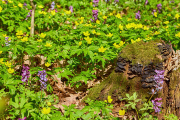 Bluebell landscape under the forest trees with dawn sunlight rising.