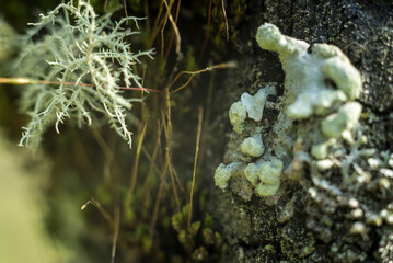 hongos, setas, naturaleza, musgo, fábrica, verde, árbol, bosque, liquen, gemas, flor, madera, macro, roca, con textura, acuático, fúngico, flora