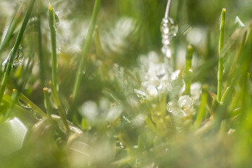 gotas de agua,césped, naturaleza, campa, primavera, fábrica, verano, flor, césped, dehesa, el rocio, diente de león, macro, agricultura, madrugada, ambiente, acuático, verde, aumento, frescor, trigo, 