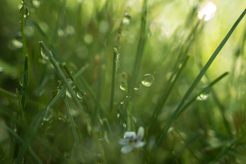 césped, naturaleza, campa, primavera, fábrica, verano, flor, césped, dehesa, el rocio, diente de león, macro, agricultura, madrugada, ambiente, acuático, verde, aumento, frescor, trigo, al aire libre,