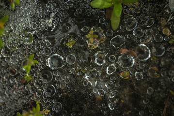 burbujas naturales, burbujas, acuático, verde, abstracta, bajar, macro, naturaleza, llover, bajar,...
