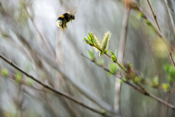 mozcardon, sauce, naturaleza, flor, fábrica, primavera, césped, verano, árbol, hojas, flora, florecer, sucursal, dehesa, bosque, macro, flor, beldad, ciclos, blanco, huerta, brotar, campa, inhospitala