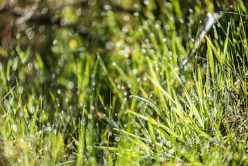 césped, naturaleza, primavera, verano, césped, campa, fábrica, dehesa, el rocio, macro, acuático, aumento, verde, madrugada, fresco, ambiente, al aire libre, bajar, close-up, huerta, con textura, moja