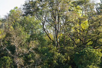 bosque, árbol, naturaleza, árbol, paisaje, cielo, verde, madera, montagna, hojas, verano, aparcar, montagna, impresiones, césped, ambiente, madera, primavera, fábrica, valle, languidecer, otoñal, cerr