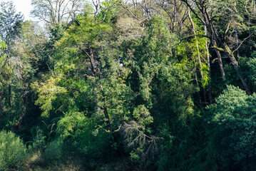 bosque, árbol, naturaleza, árbol, paisaje, cielo, verde, madera, montagna, hojas, verano, aparcar, montagna, impresiones, césped, ambiente, madera, primavera, fábrica, valle, languidecer, otoñal, cerr