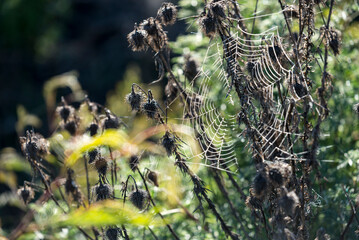 tela  araña, cardo, seco, web, araña, naturaleza, el rocio, tela de araña, tela de araña,...